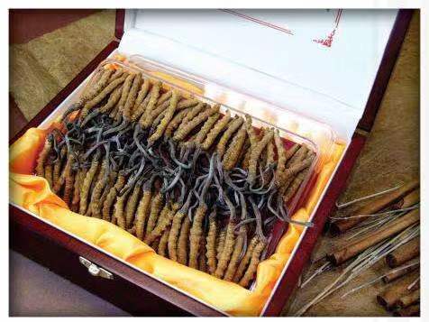 彭泽冬虫夏草回收